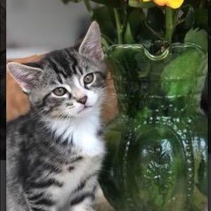 Meet your Posher, Amber